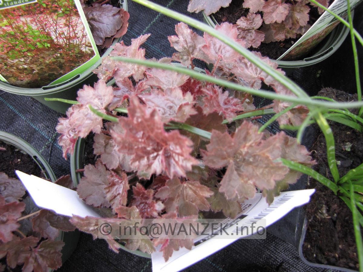 Heuchera micrantha Rachael.JPG